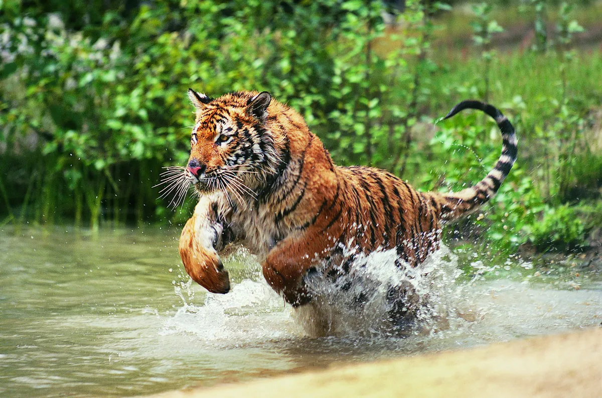 Bengal tiger hunting © Tom Brakefield/Getty