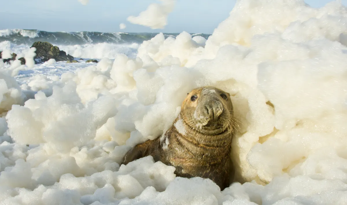 The low tide haul-outs of grey seals can exceed 200 in number during the year. This bull seal chose an interesting spot to see out a particularly stormy day: amongst a growing mound of sea foam! © Ben Porter
