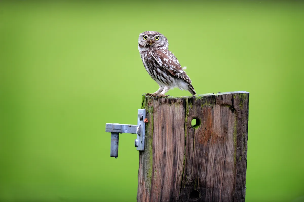 A4 Little Owl On Post