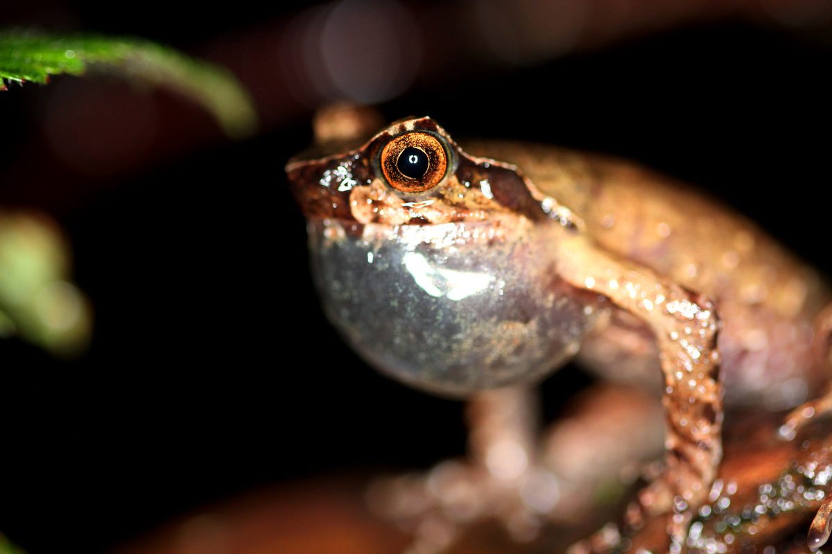 Two newly discovered frog species could already be endangered ...