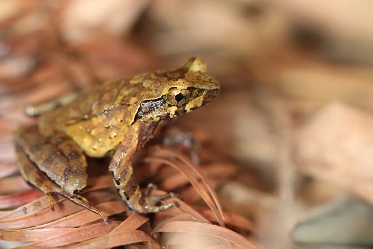 The Hoang Lien horned frog Megophrys hoangliensis. © Ben Tapley/ZSL