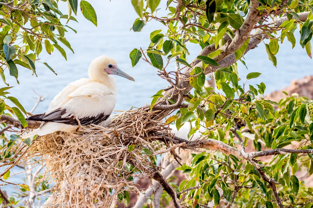 Red-footed booby Ed Marshall