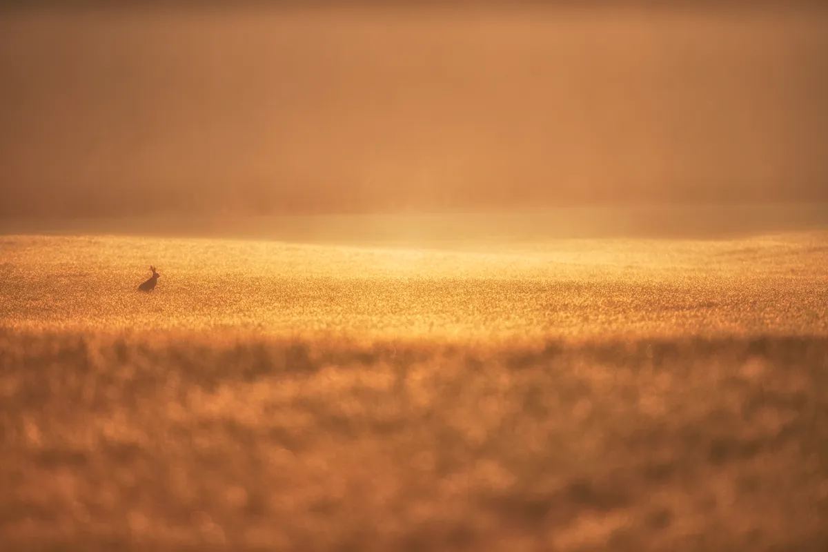 The Hare and The Field of Gold-Edit