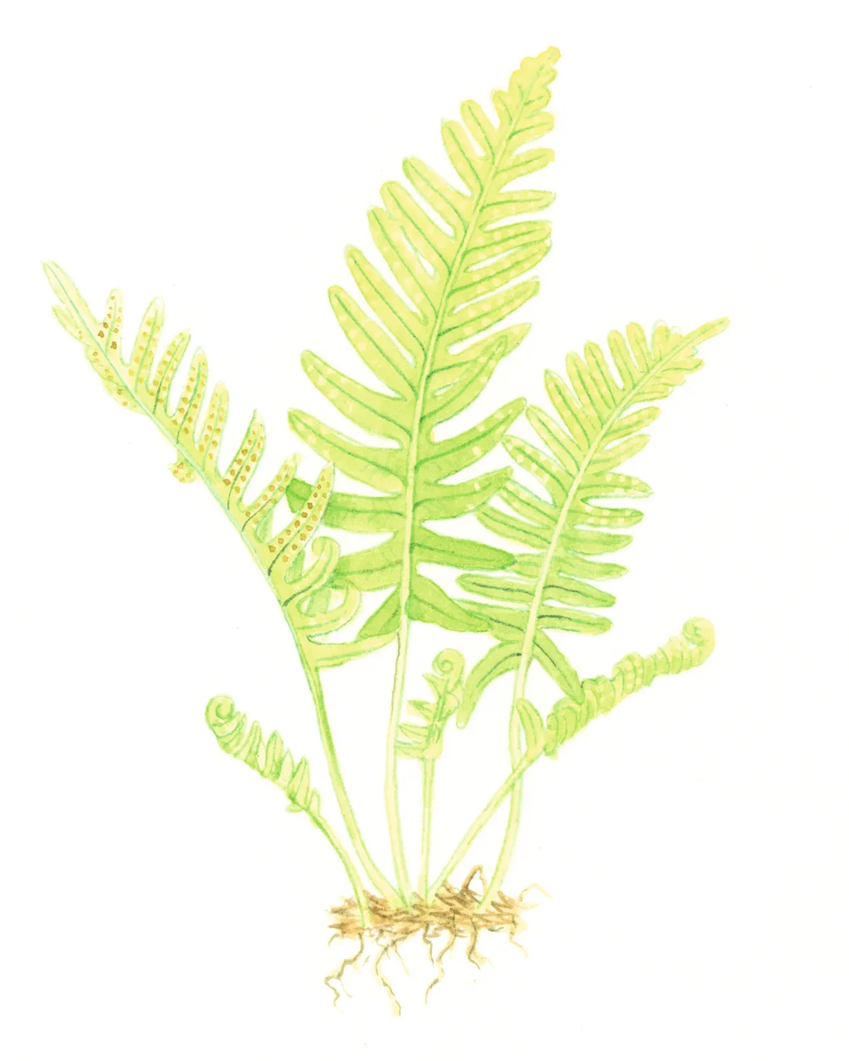 Common polypody fern. © Felicity Rose Cole