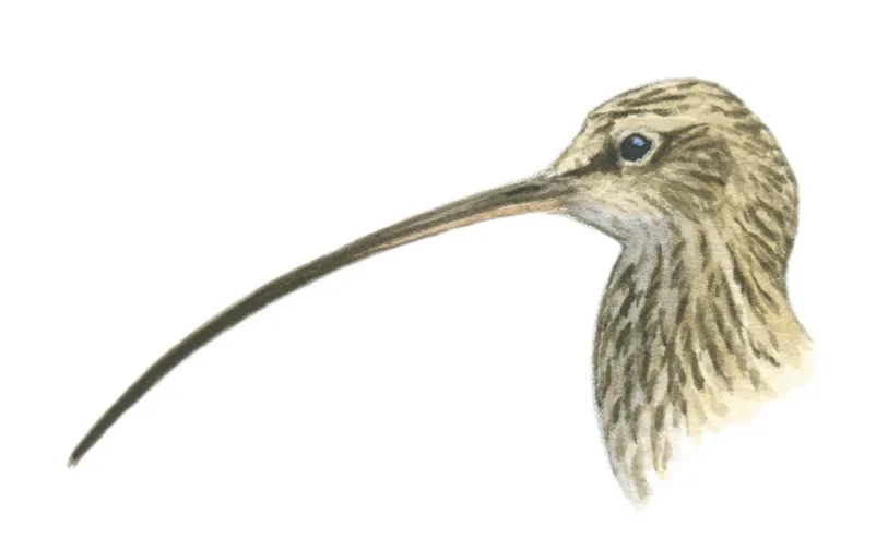 Female curlew with long bill. © Dan Cole/The Art Agency