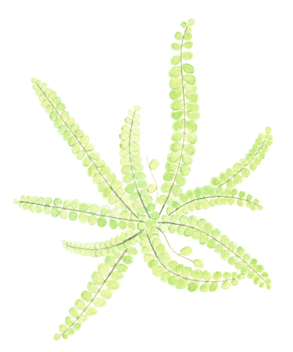 Maidenhair spleenwort. © Felicity Rose Cole