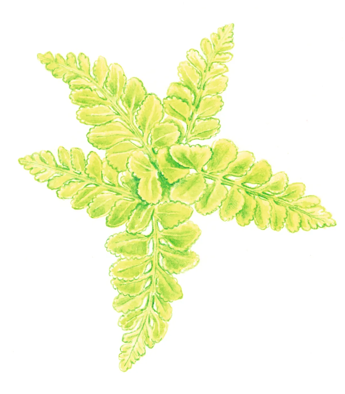 Sea spleenwort. © Felicity Rose Cole