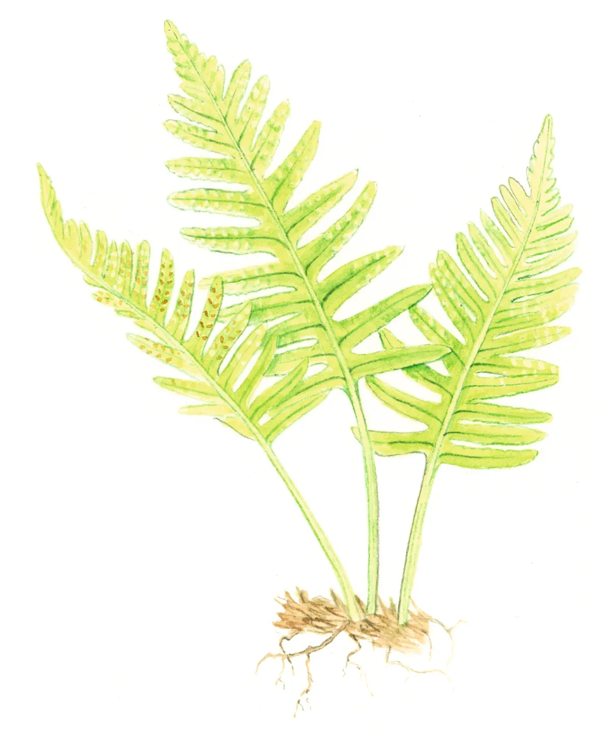 Southern polypody fern. © Felicity Rose Cole