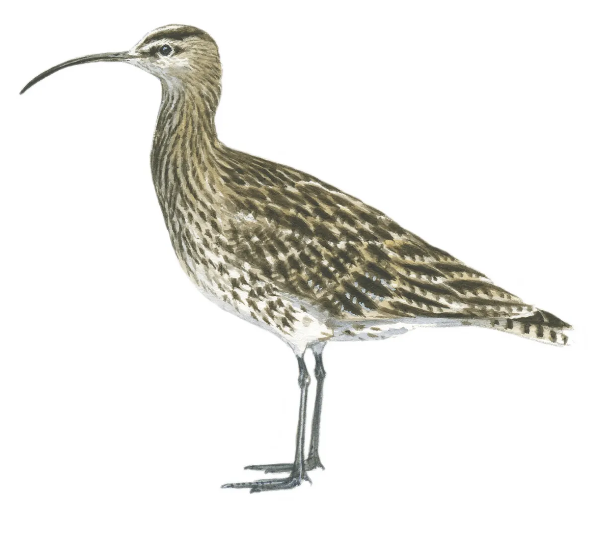 An adult whimbrel in autumn. © Dan Cole/The Art Agency