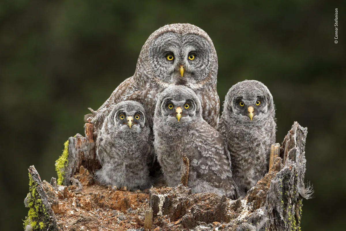 Family portrait. © Connor Stefanison/Wildlife Photographer of the Year