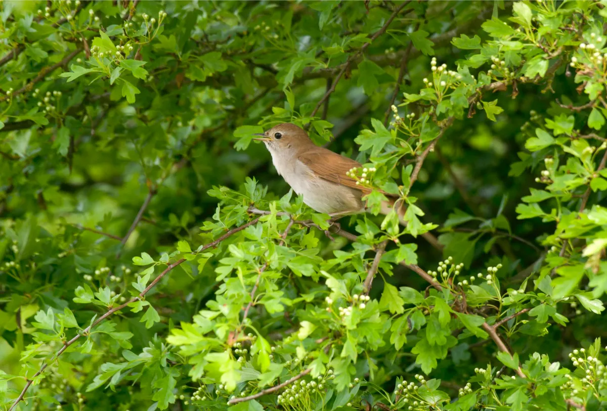Nightingale singing from a hawthorn bush, Minsmere, Suffolk. © John Bridges/RSPB