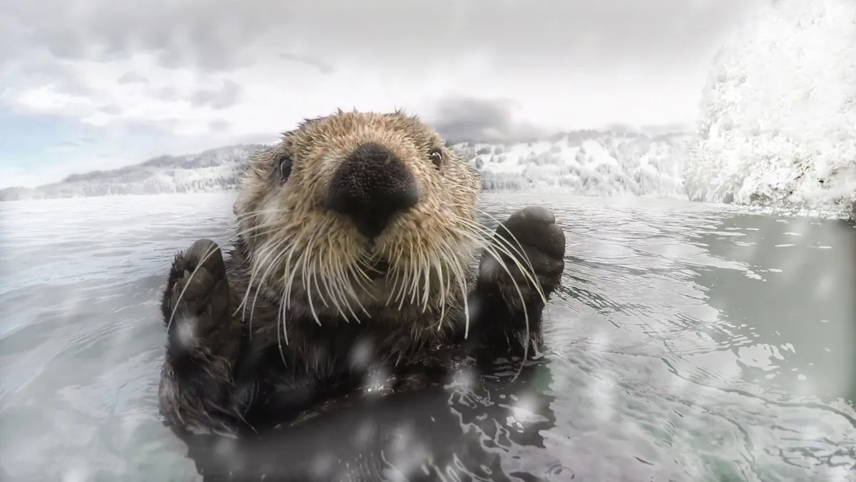 A sea otter investigates Spy Otter, Alaska. © BBC/John Downer Productions/Frederique Olivier