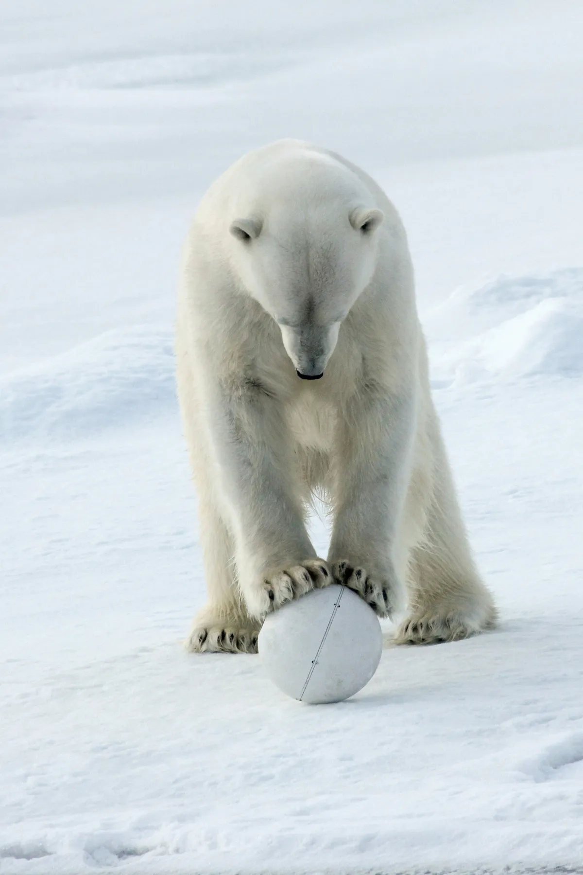 Polar bear and SnowballCam, Arctic. © BBC/John Downer Productions/Philip Dalton