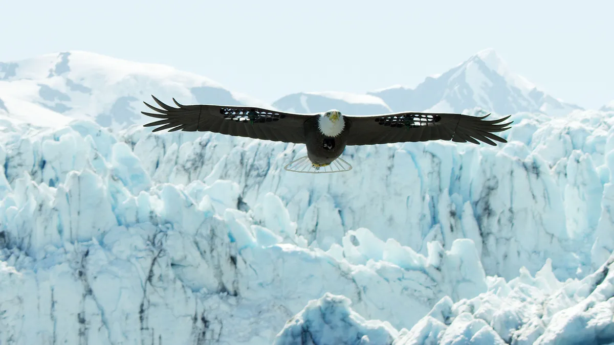 Spy Eagle in the air, Alaska, USA. © BBC/John Downer Productions/Matthew Goodman