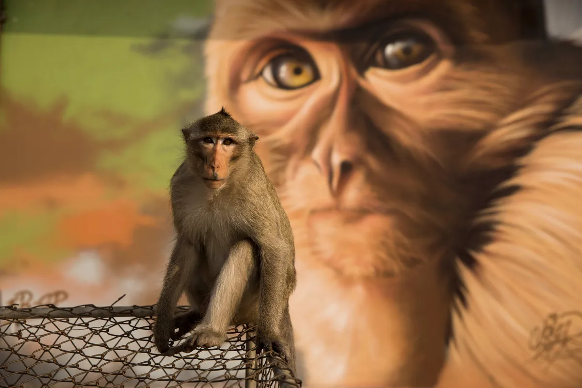 Long tailed macaque against Grafitti in Lopburi City, Thailand. © BBC/Stuart Dunn