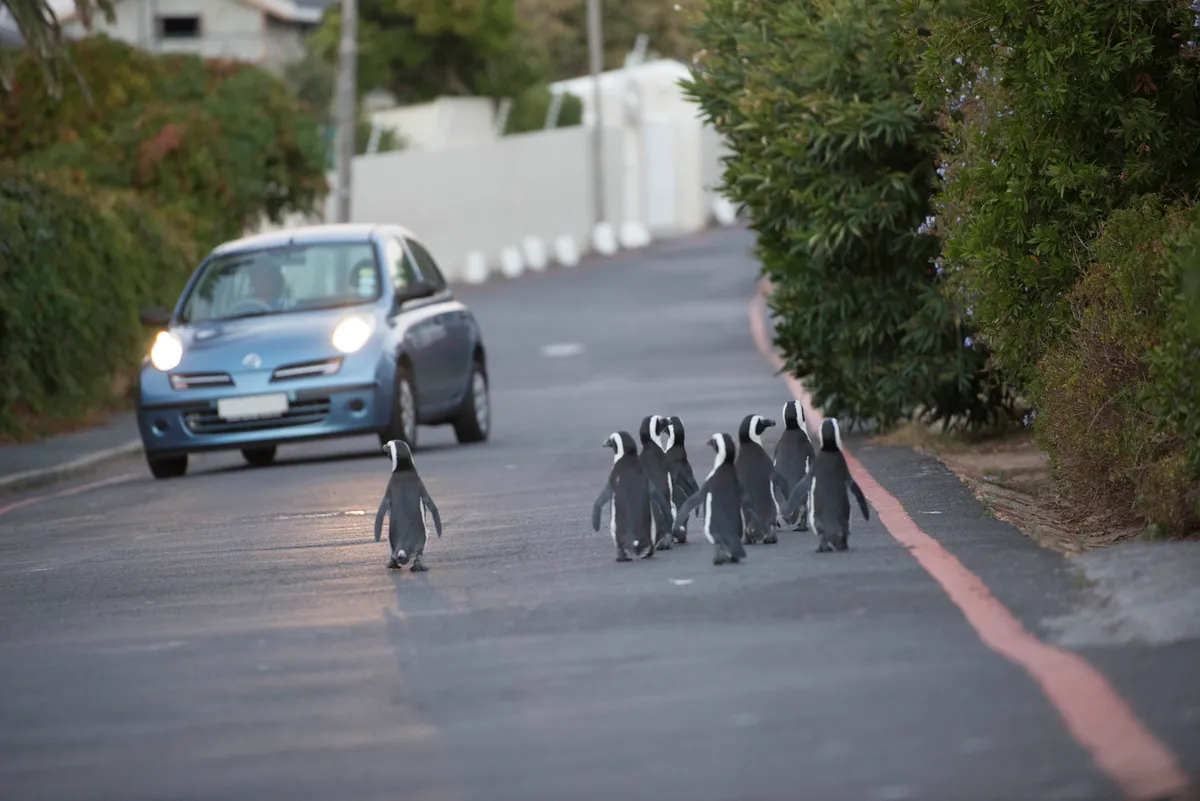 A waddle of African penguins take their lives in their hands during rush hour in Cape Town, South Africa. © BBC/Alex Lanchester