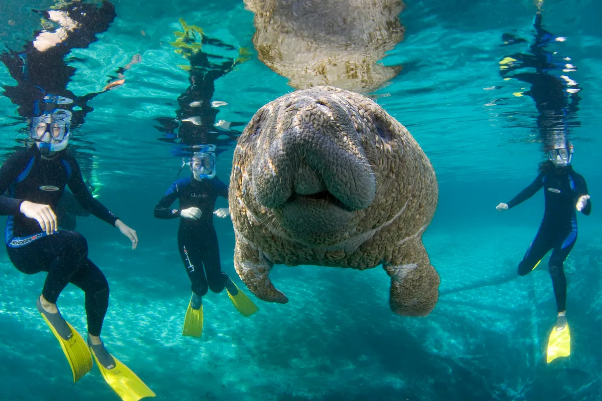 Manatee in crystal clear waters surrounded by snorkellers, Florida. © BBC/David Schrichte