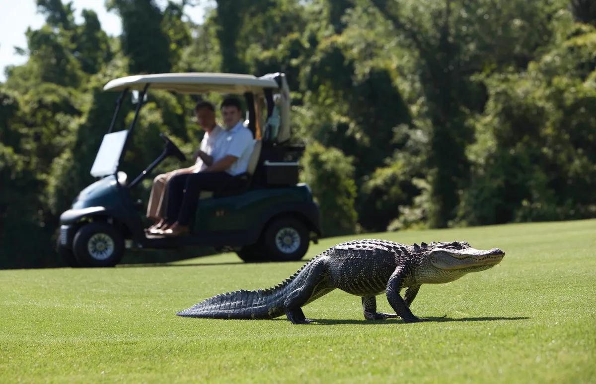 An alligator and golfer share the fairway on Kiawah Island, South Carolina, USA. © BBC/Mark Wheeler