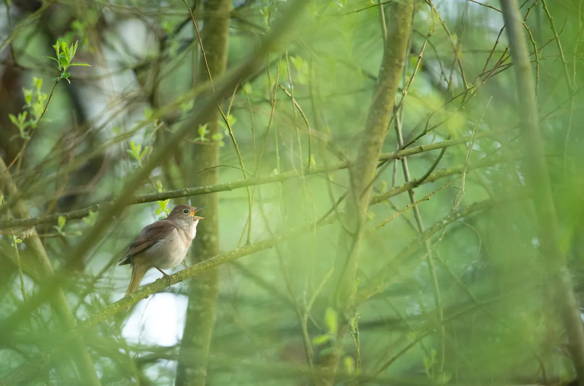Adult male nightingale singing in woodland scrub. © Ben Andrew/RSPB