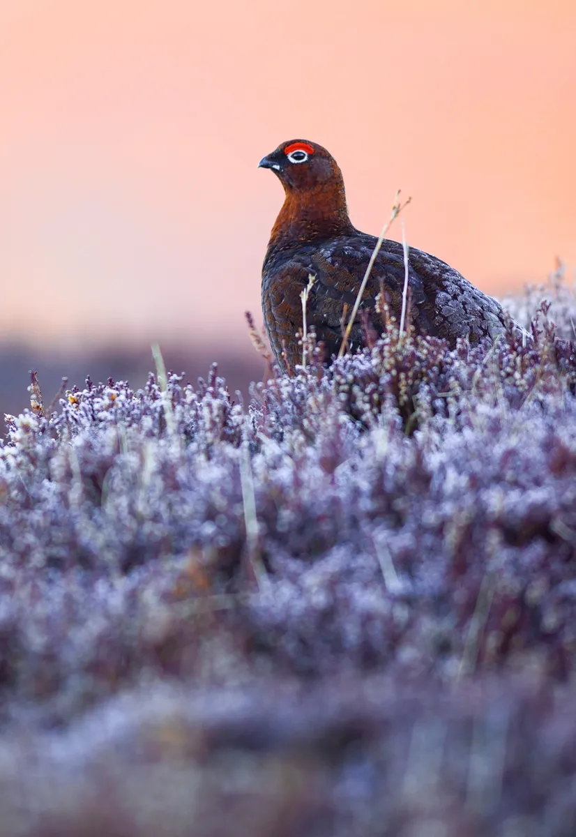 A red grouse wearing a jacket of frost. These birds are abundant in the landscapes of Scotland, but still such special little characters. Photographed at sunrise in the Scottish Cairngorms, late winter 2015.