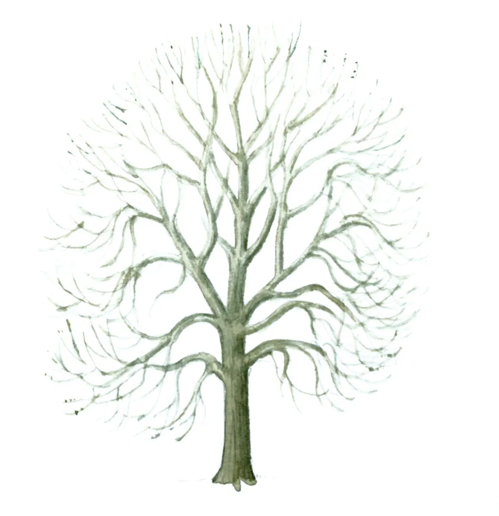 Winter Tree Shape - Tree Guide UK - Tree identification by winter shape