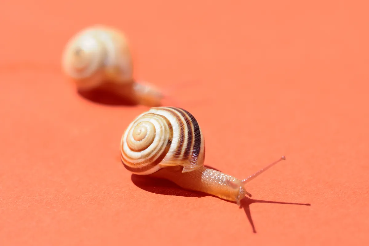 Sleepy snails meant that a snail race had to be postponed. © Drbouz/Getty