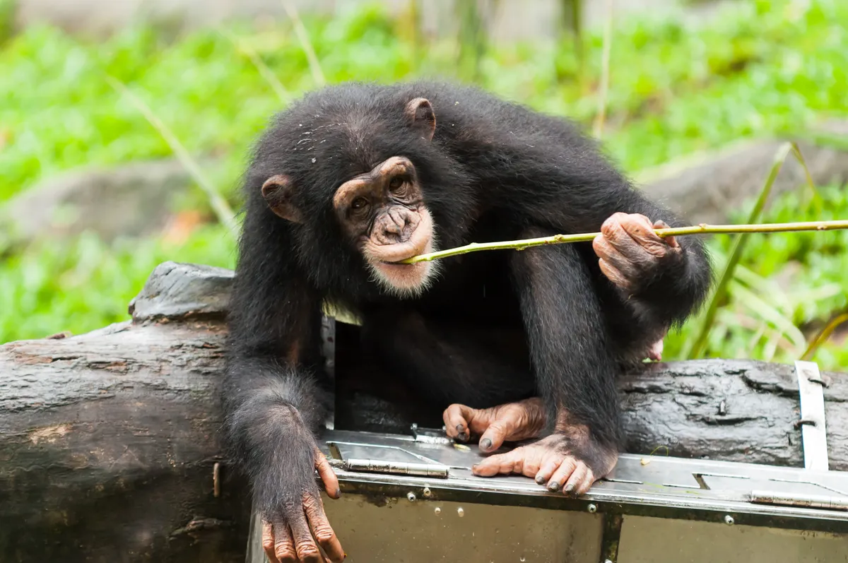A captive chimpanzee uses tools to get fruit from a box. © Vincent St Thomas/Getty