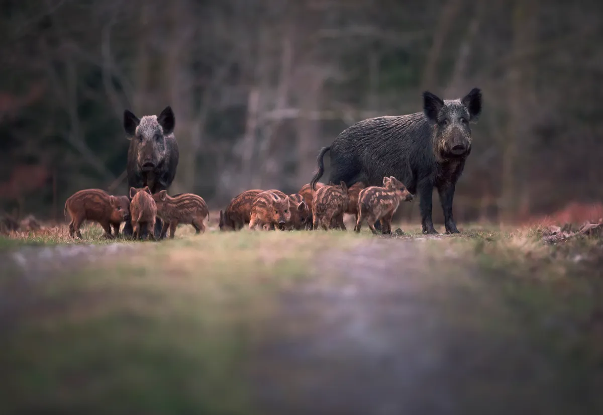 Wild boar are being prevented from entering some European countries as they can carry a disease fatal to farmed pigs. © Kristian Bell/Getty