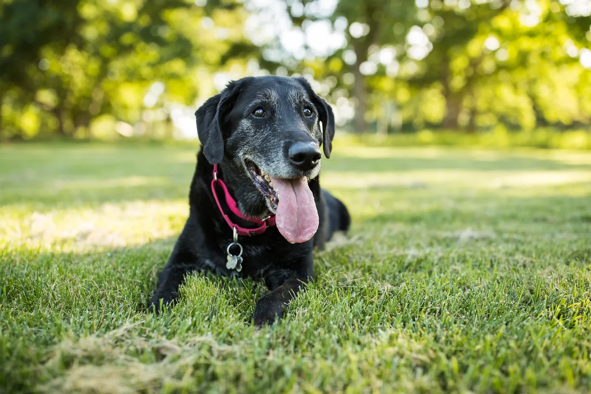 Old dogs can learn new tricks after all. © Purple Collar Pet Photography/Getty