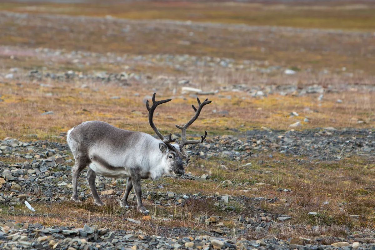 The Svalbard reindeer is the smallest subspecies of reindeer and is endemic to Svalbard. © hopsalka/Getty