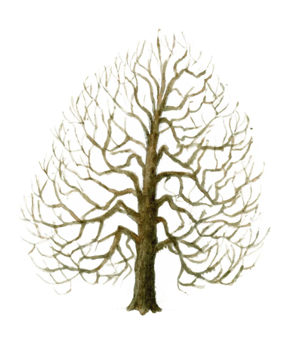 Winter Tree Shape - Tree Guide UK - Tree identification by winter shape