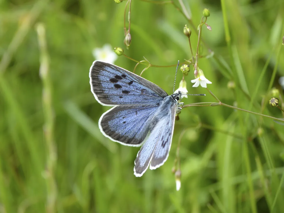 It was a great year for the large blue butterfly. © Matthew Oates/National Trust