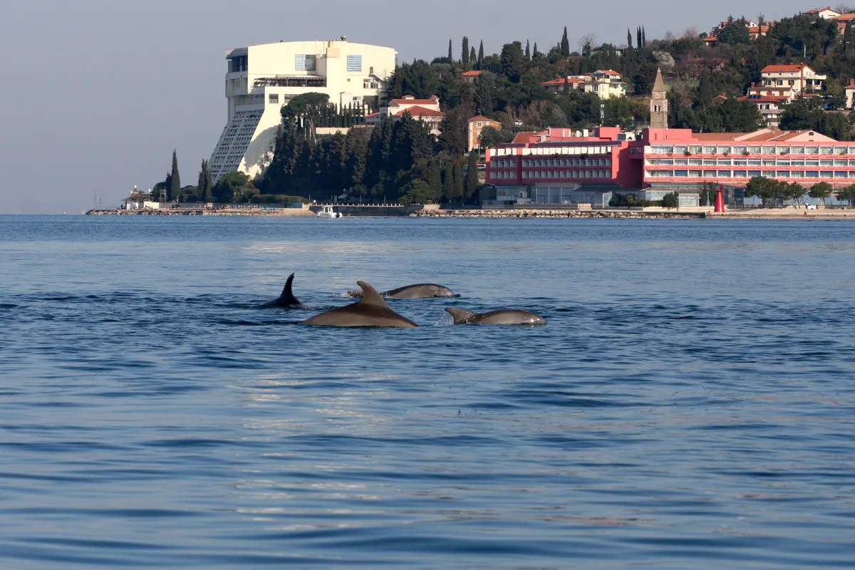 The researchers found that the two dolphin groups did not associate with each other. © Ana Have