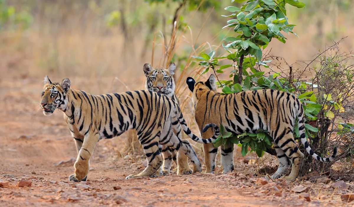 It was my lucky day when I managed to shoot three tiger cubs whilst on a morning safari in Tadoba National park. I spent half an hour watching them playing on a mud track, it was pure bliss. © Rathika Ramasamy