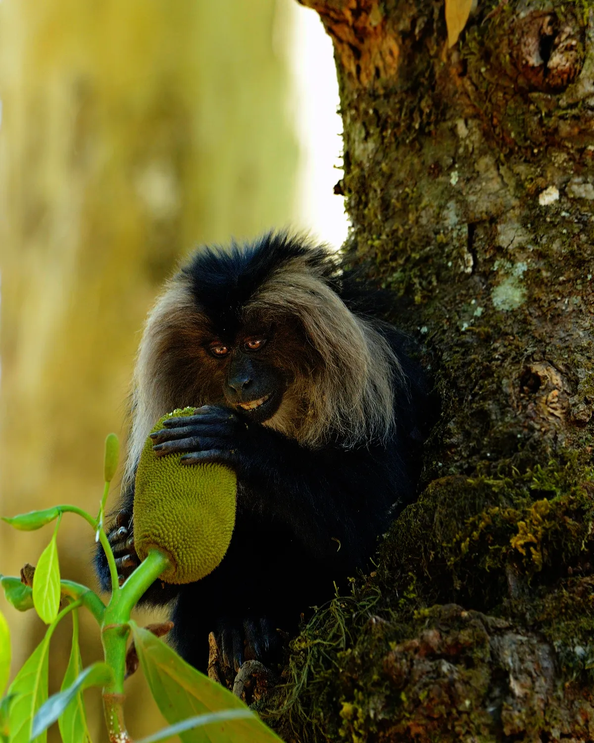 I was following a group of lion-tailed macaques which are rainforest dwellers and love jackfruit. As soon as this one got a jackfruit, its eyes seemed to glitter with a happy expression. © Rathika Ramasamy