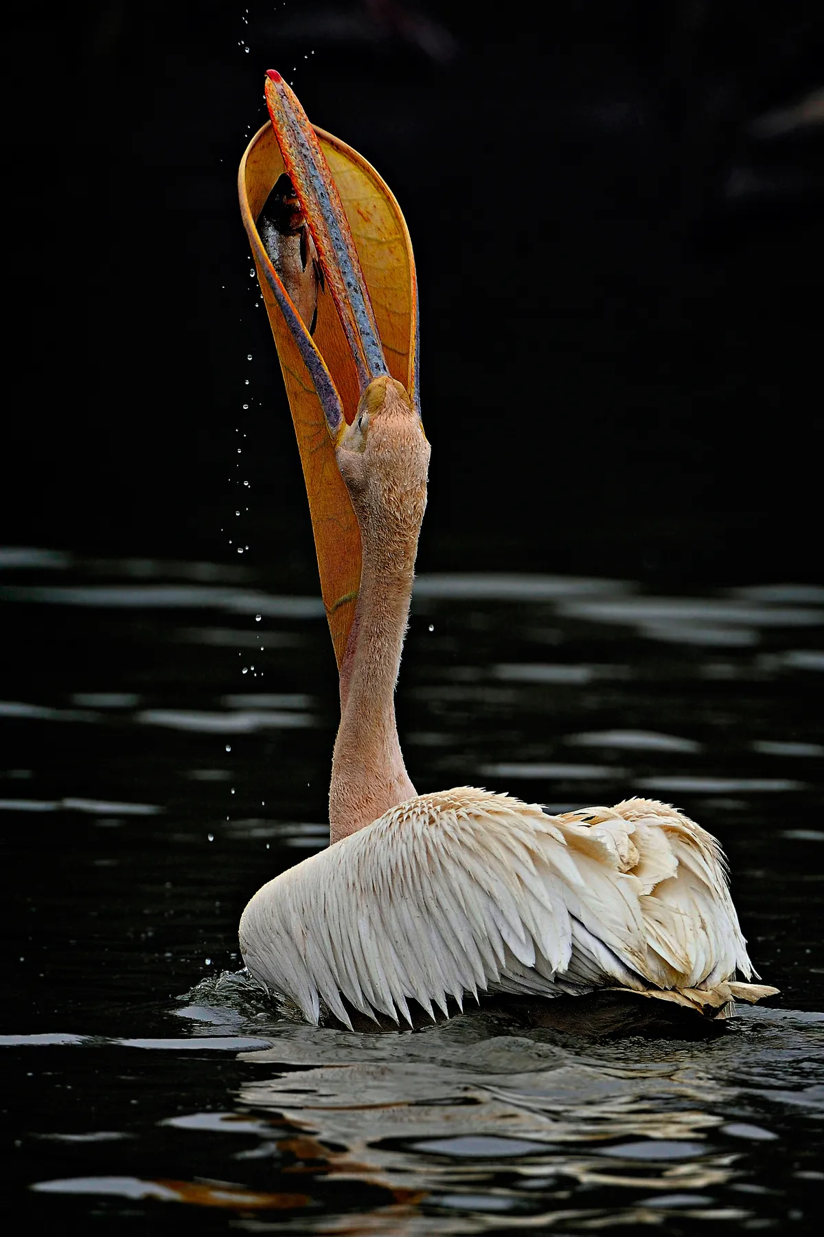 Back profile of a great white pelican which was fishing. Fish is the staple diet for these birds. They have a long beak and the stretchy pouch under it that helps them to scoop fish easily. © Rathika Ramasamy