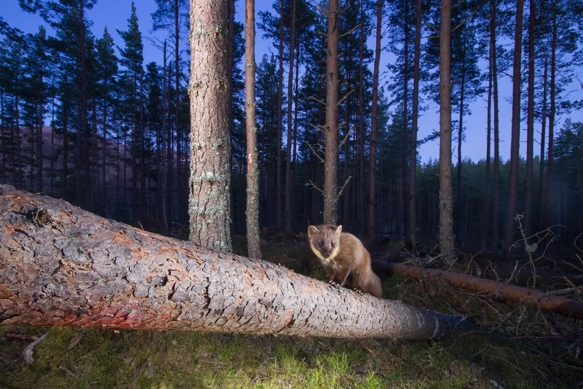 Pine marten in a pine woodland at dusk, photographed in Glenfeshie, Scotland. © Pete Cairns/Scotland: The Big Picture