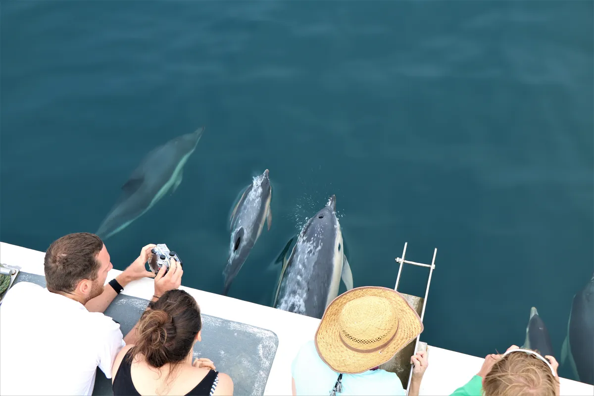 Volunteers watching dolphins off Newquay, Cornwall in August. © Newquay Seasafaris and Fishing