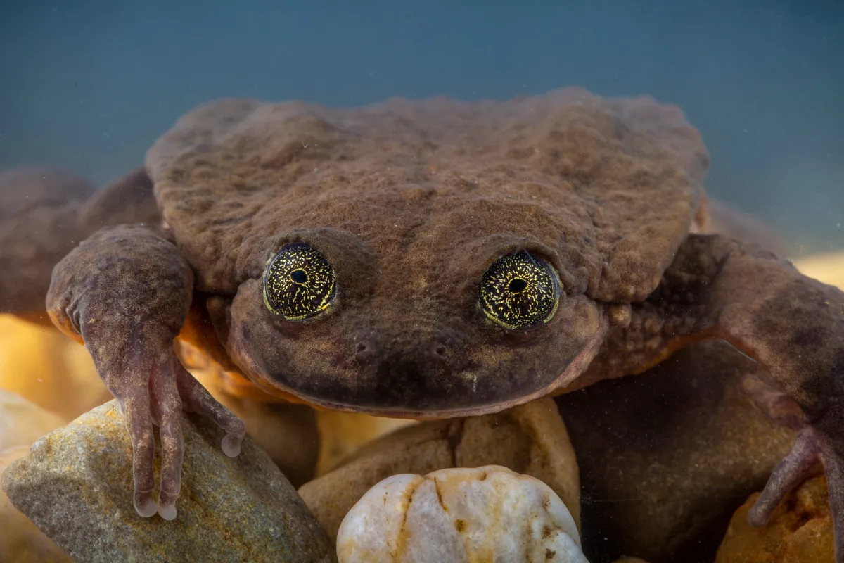 The adult female frog discovered on the expedition, now named Juliet. © Robin Moore/Global Wildlife Conservation