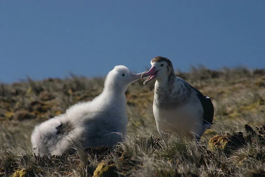 An adult Amsterdam albatross feeding its chick. © Vincent Legendre/Wikimedia/Creative Commons