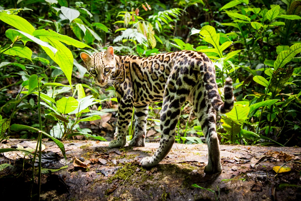 Ocelots are one of the most common cats in central America, but because of their remarkable camouflage, they are rarely seen.