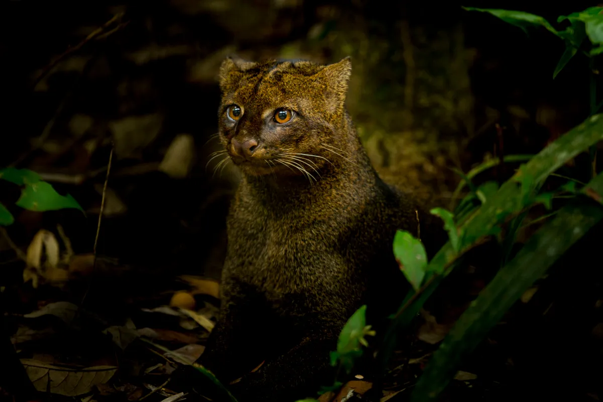 Jaguarundi are also known as the otter cat because of their physical similarity to the aquatic mammals. This small cat is found from Texas to Argentina, and it particularly thrives in dense rainforests where it must avoid the much bigger jaguar that is known to be one of their predators.