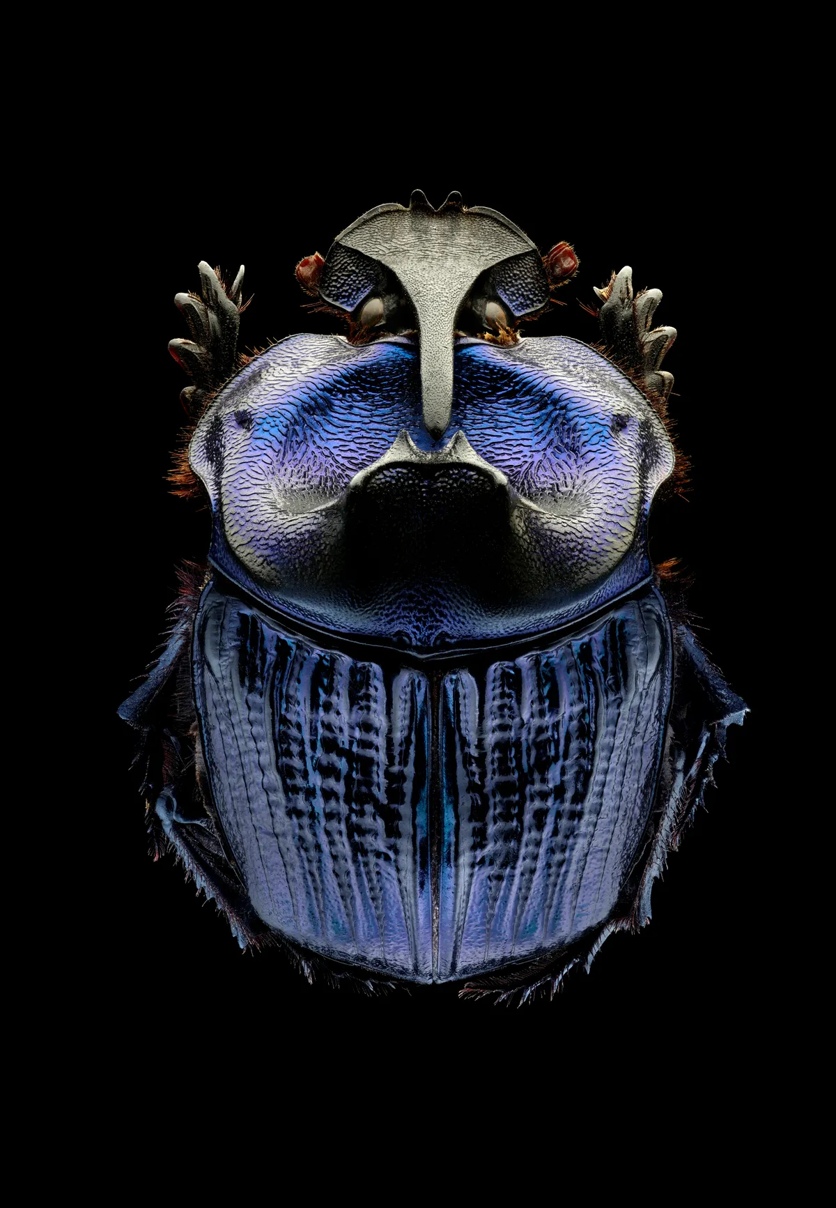 Amazonian purple warrior scarab. A large and impressive scarab beetle found widely across the Amazon basin. © Levon Biss