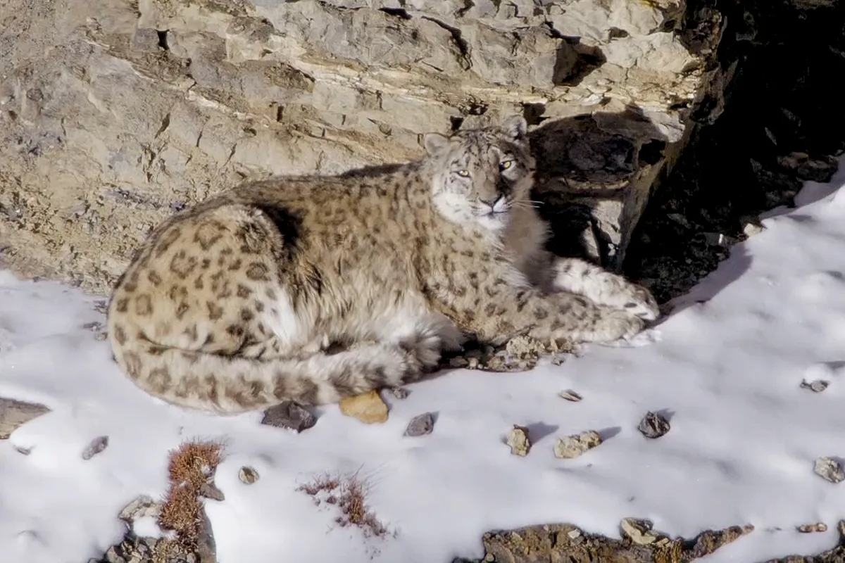 Snow leopards live in the Indian Himalayas, the world’s highest living cat. Known as the ‘ghost of the mountain’ they roam huge territories, where food is scarce, and finding a mate is even harder.