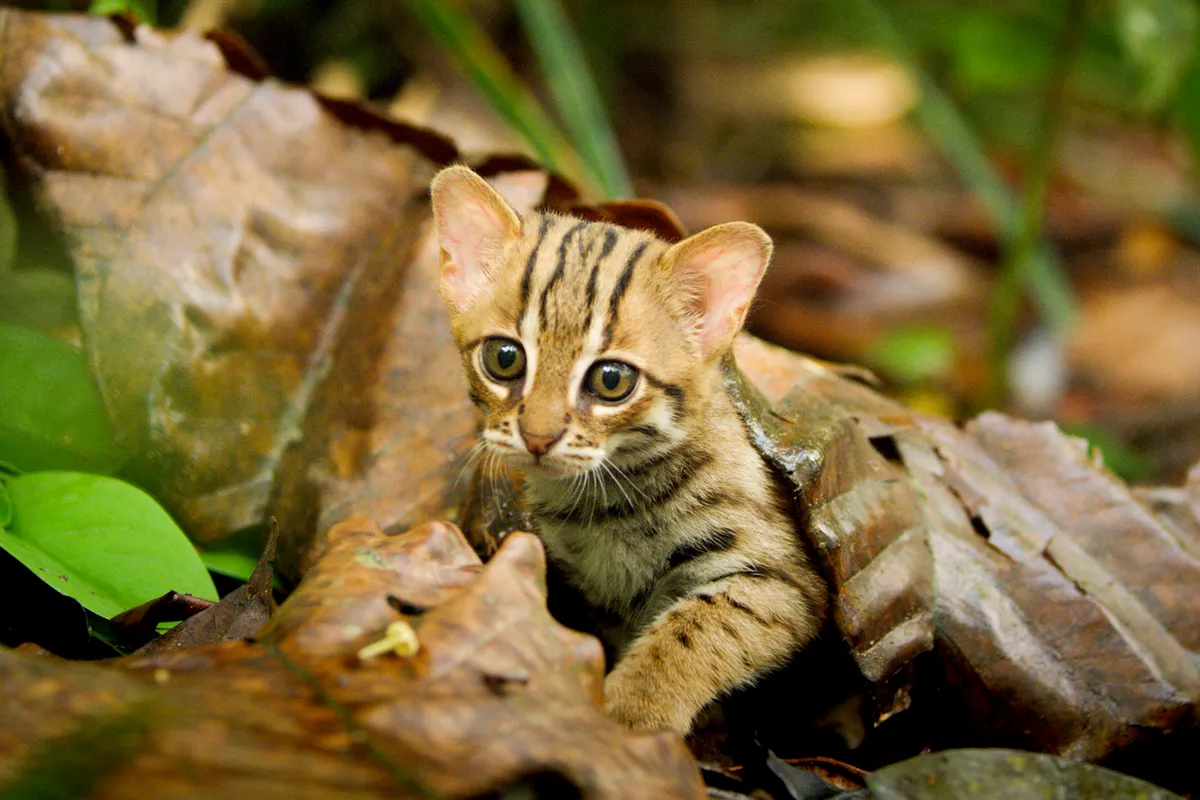 Rusty spotted cats live in Sri Lanka. This miniature predator, is the world’s smallest cat… weighing little more than a kilo, 200 times lighter than a lion!