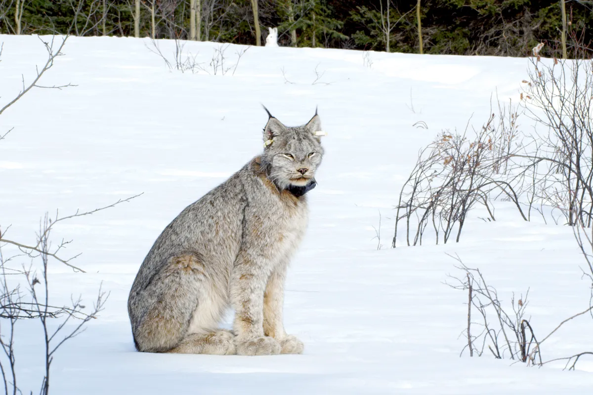 Canada lynx are the most northerly cats. Thick fur, and huge snowshoe-like feet help them to deal with deep snow and arctic conditions, and enable them to keep up with their equally adept prey - the snowshoe hare.