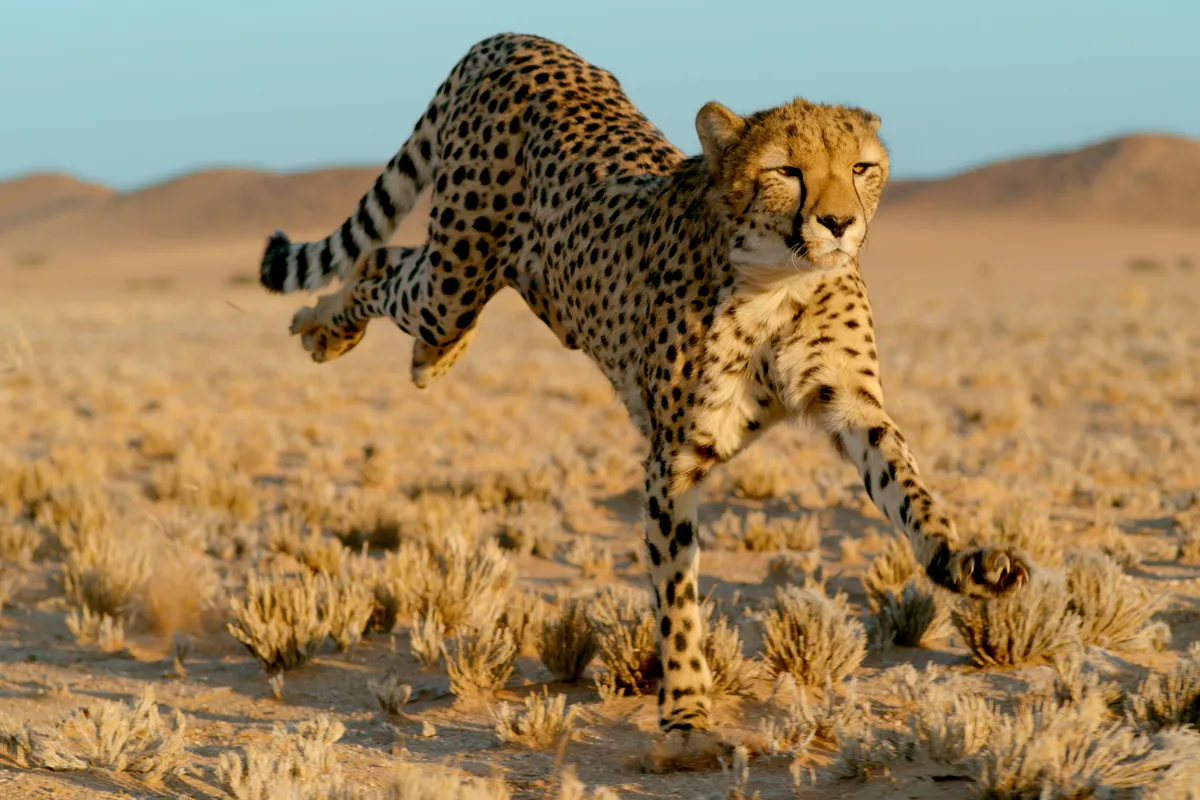 Cheetahs are not just the fastest cats… they’re the fastest animals on land! They have been recorded running at speeds as fast as 96 kmph. © BBC