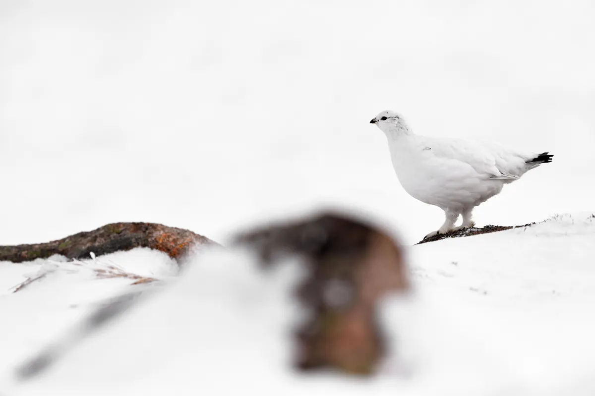 Ptarmigan in the snow. © Craig Jones Wildlife Photographer