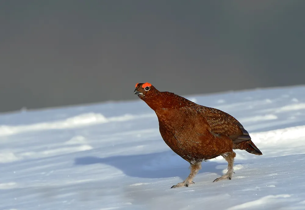 Red grouse in the snow. © Craig Jones Wildlife Photography