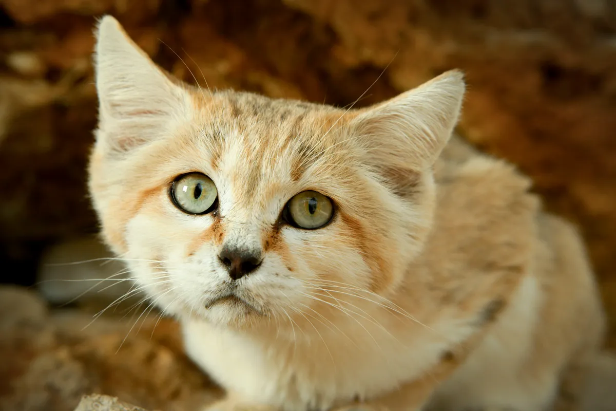 Sand cats are the only cat adapted primarily to desert life. They live in the deserts of North Africa, the Middle East and Central Asia. They are rarely seen and only recently has a scientific study captured the first images of sand cat kittens in the wild. © BBC